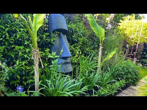 Video: Je li Agapanthus Winter Hardy - Saznajte o Agapanthus Lily Cold Tolerant