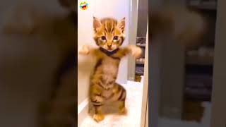 Billi Na Dance Kia 🐈 🤣 #comedy video #viral #funny  #family #youtubeshorts