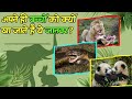 अपने ही बच्चों को जिंदा चबाकर खा जाते हैं ये जानवर | Wildlife Adventure In Hindi | Dangerous Animal