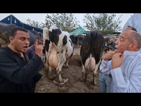 اسمع لما اقولك انا مطول بالي عليك لحد دلوقت حقي في البقر هاخده منك بالجنيه الكلام ده ميكلش معايا