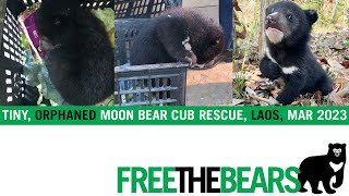 Tiny orphaned \& endangered moon bear cub rescued!