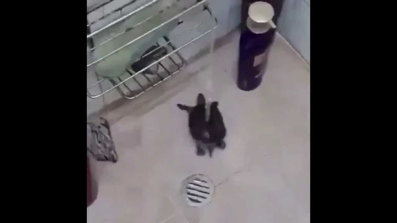 Turtle taking a shower ORIGINAL YouTube