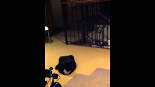 Arduino Processing PS3eye Laser Cat Toy