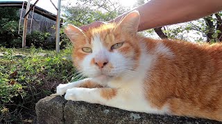 塀の上によく喋る野良猫がいたので近づいてナデナデしてきた