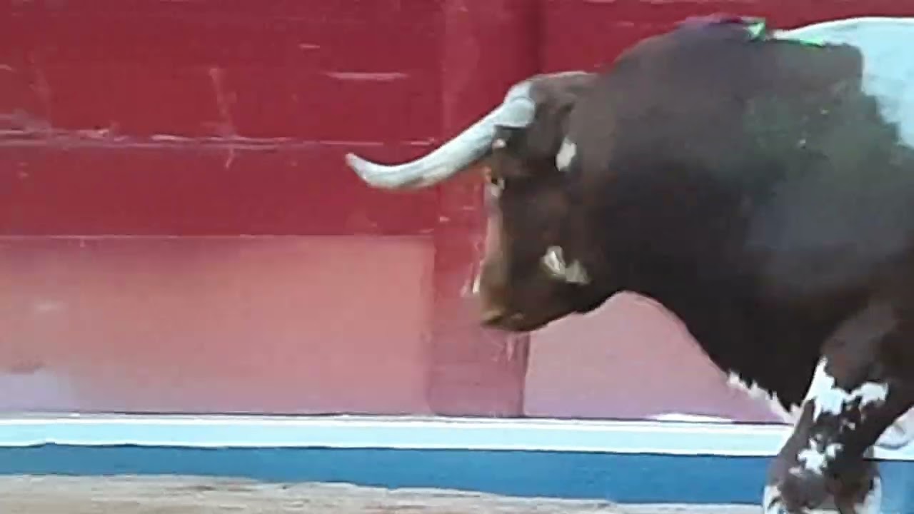 hermoso toro del.encaste vega villar