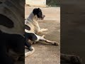 Puppy is looking a stranger person #puppy #dog #animals #shorts