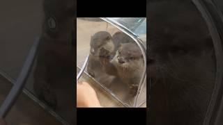 最後ズルするカワウソ #shorts
