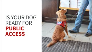 is your service dog in training ready for public access?