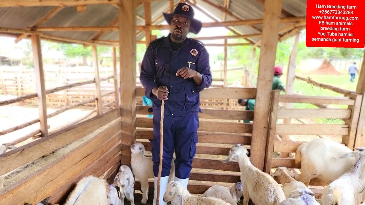 common challenges in animals or goat farming and the possible solution