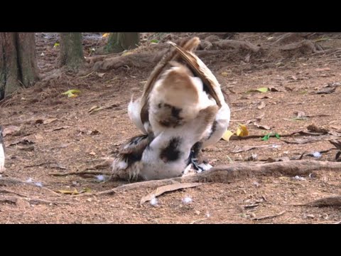 Video Cận cảnh Vịt Xiêm ( ngan) đạp mái - youtube