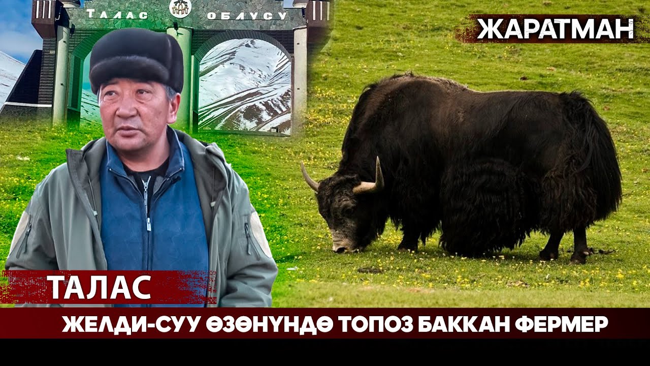 Талас: Желди-Суу өзөнүндө топоз баккан фермер // Жаратман