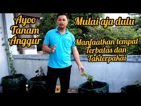 Video: Anggur Dalam Ruangan Cissus (Cissus), Varietas, Kondisi Penahanan, Penyakit