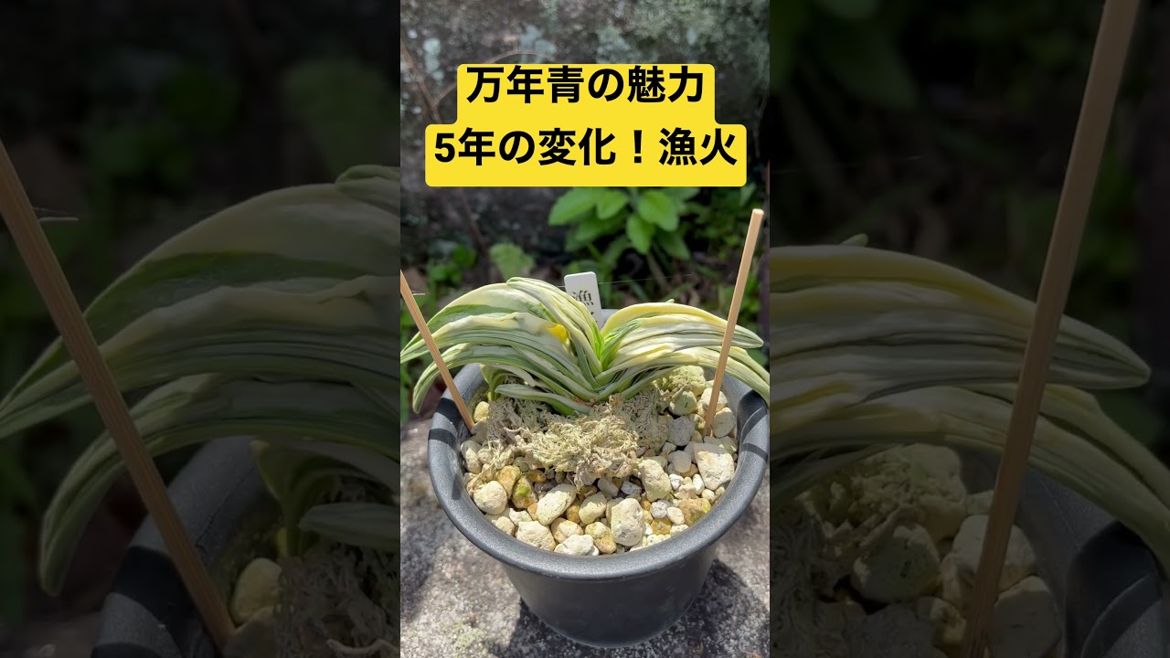 万年青「漁火」 万年青の魅力！5年の変化！漁火 いさりび - YouTube