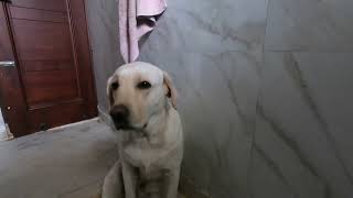 My Dog Follows Me To The Bathroom, Best Guard Dog