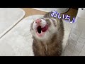 【フェレット】今日も元気に「おいち♪」