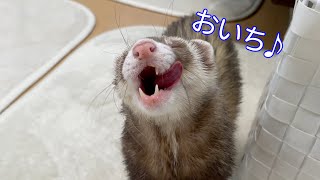 【フェレット】今日も元気に「おいち♪」