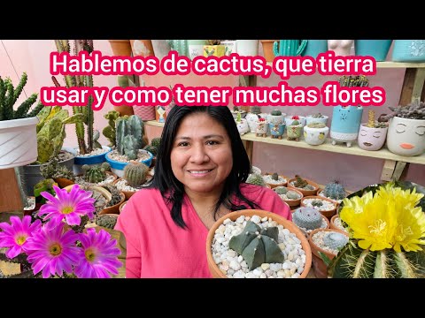 Video: Cactus en flor: ¿qué cuidados requiere?
