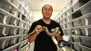 Snake Bytes TV - Spiders and Snake Bites! SnakeBytesTV