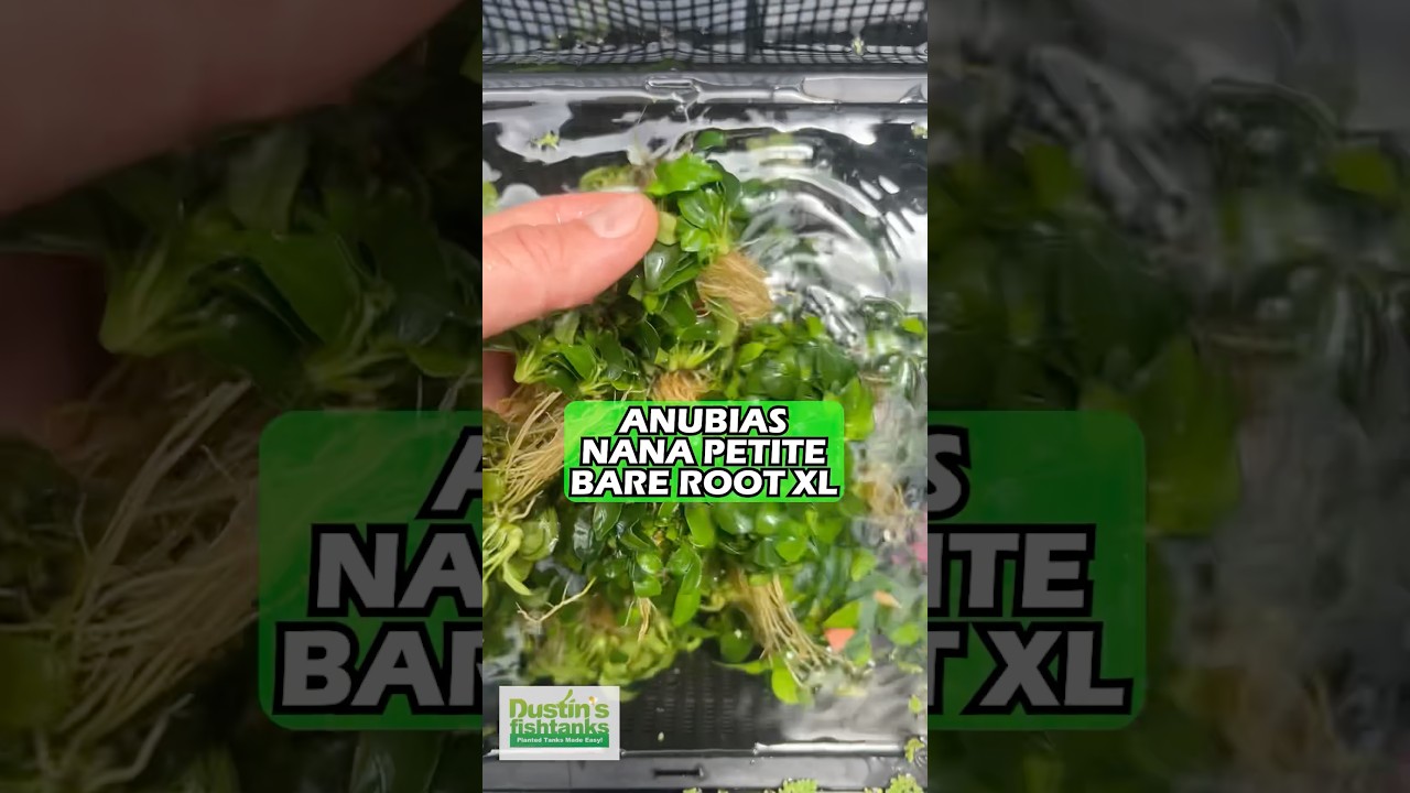 XL Anubias Nana Petite BARE ROOT XL (Amazing Aquascaping Plant) Did I mention it's XL?