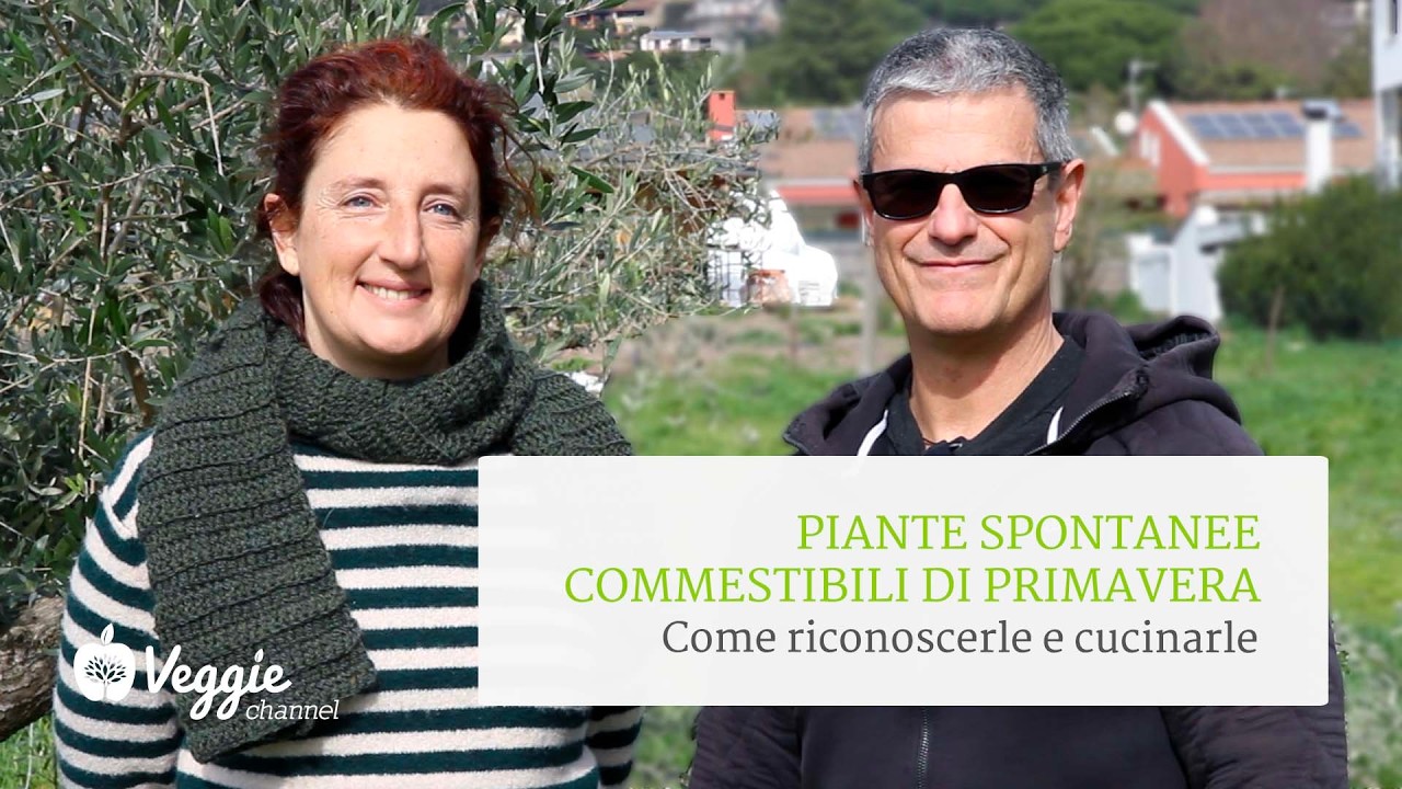 Piante spontanee commestibili di primavera: come riconoscerle e cucinarle