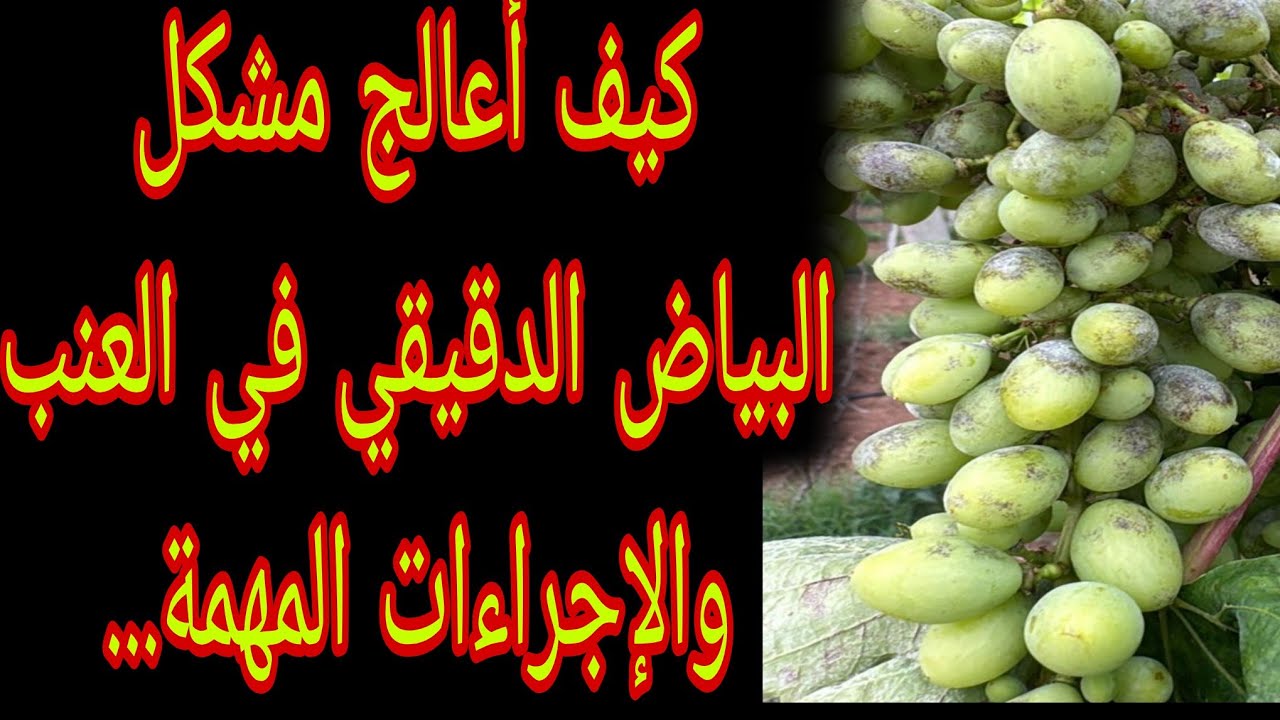 # كيف أعالج البياض الدقيقي في العنب.....والإجراءات الأولية قبل الإصابة بالعدوة أي بالبياض الدقيقي..