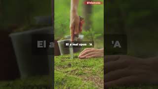 🌍 Ecologia în Islam: Un Act de Credință 🌱