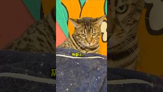 뱅갈고양이는 오늘도 짜증나요 #고양이 #뱅갈고양이 #귀여운고양이 #뚱냥이 #고양이일상