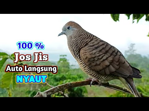 Perkutut Lokal Gacor Suara Kung Besar Pancingan Burung Perkutut Agar Bunyi.