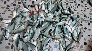 Câu đêm không cần mồi chỉ cần lông hoặc kim tuyến cột với lưỡi câu