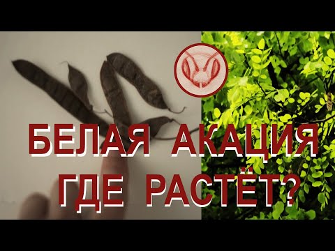 Медоносы.  Растёт ли Белая Акация на Севере  Подмосковья? В Москве знаю несколько небольших кустиков