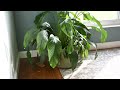 Peace Lilly - Water Recovery