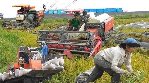 máy cắt 130 của trung quốc cắt lúa ô em đất quá Lún giá lúa bán được 5800₫K # maibangtv 