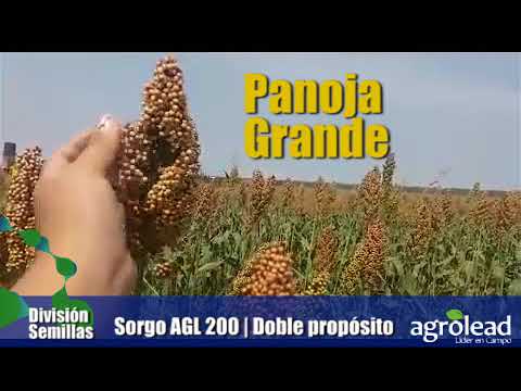 Vídeo: On creix millor el sorgo?