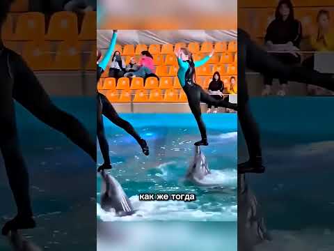 Дельфин выступал без зрителей 🥹