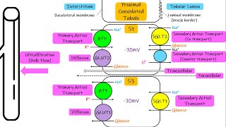Different transport mechanisms. Chapter 28 part 1. Guyton and Hall Physiology.