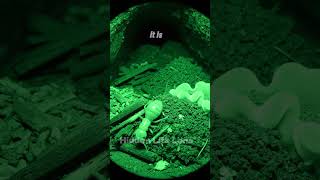 Inside a Termite Nest | Real Night Vision POV (Insect Documentary #Shorts#Termite#InsectDocumentary
