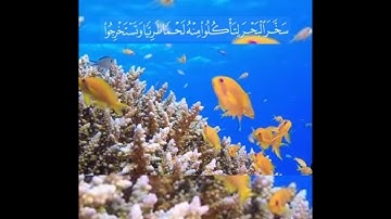 الشيخ خالد الجليل (وهو الذي سخر البحر)من سورة النحل جمال لا يوصف