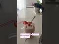 MILKSHAKEEES #shortsfeed #blowup #fypシ゚viral #trend #popular #milkshake #foodie #itsnainai