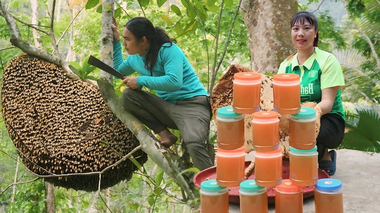 Harvesting giant honey, selling it at the market and making traditional leaf yeast to make wine.