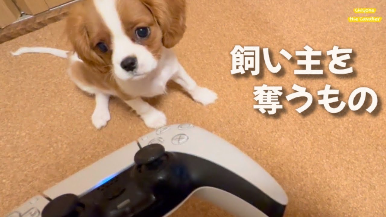 お迎えして1か月経つので日常に戻ろうとしたら、反発がかわいかった / 回顧録 #17【北海道暮らし キャバリア】