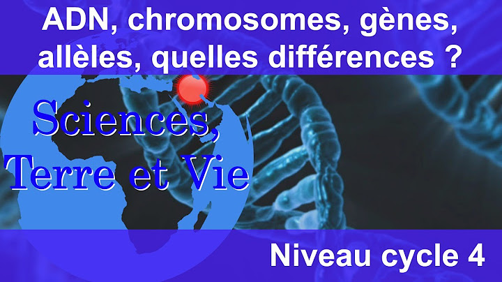 ADN, chromosomes, gènes, allèles, quelles différences ?