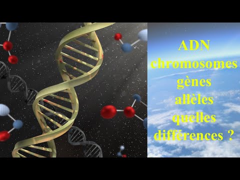 Vidéo: Différence Entre Le Gène Et L'ADN