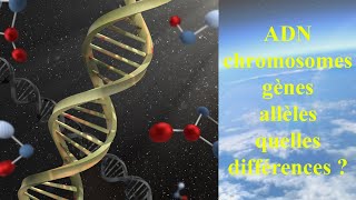 ADN, chromosomes, gènes, allèles, quelles différences ?