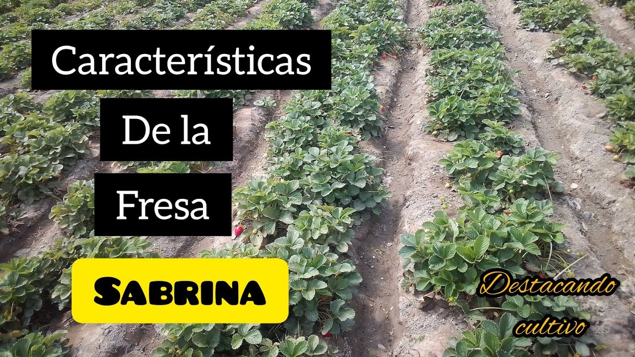 ️fresa variedad SABRINA - características y ventajas.🍓 - YouTube