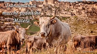 Transumanza mucche podoliche Matera