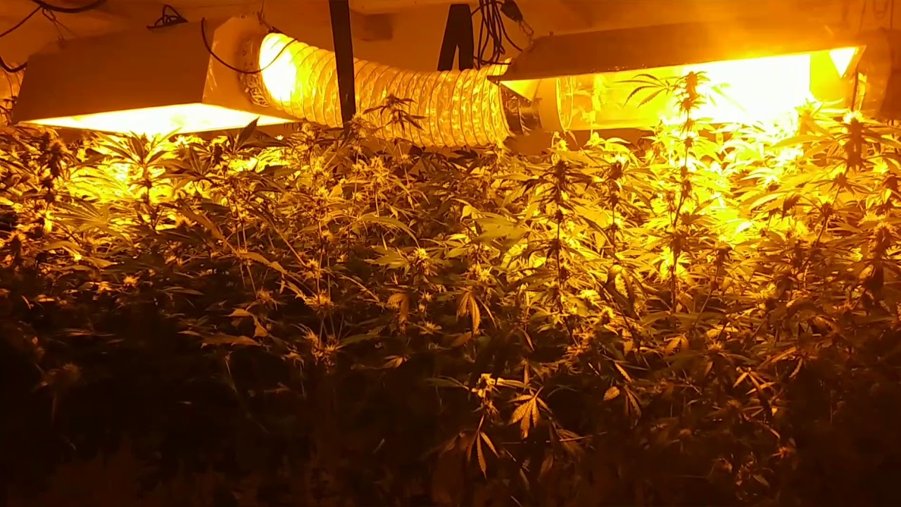 Pheno Hunt (JunkYard420 & NuggAssassan)