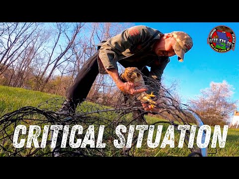 Red-Tailed Hawk | Raptor Rescue | Wildlife Command Center - Ep. 8