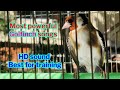 Himalayen Goldfinch Training Song