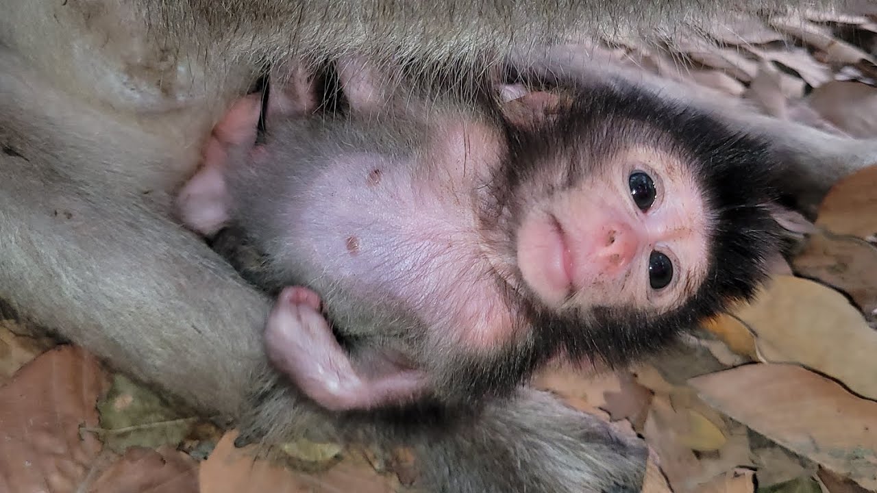 Wow so cute baby monkey Julina very nice baby monkey.