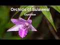 Orchids of Sulawesi Expedition